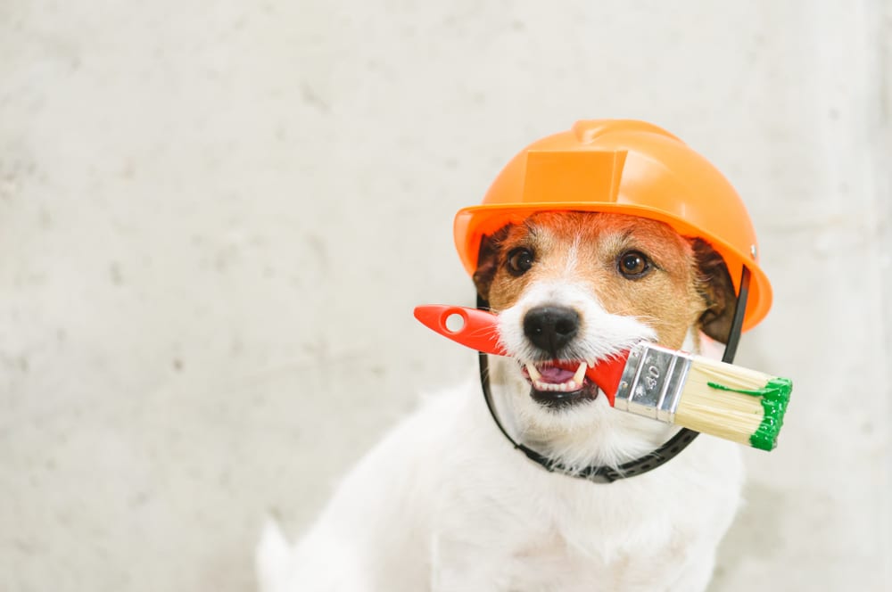 A dog in an orange helmet holds a paintbrush, ready to paint, with the text "Crown Finish" visible nearby.