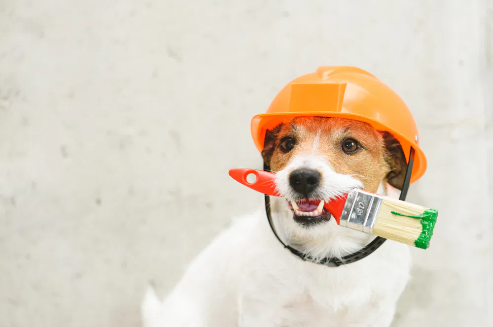 A dog in an orange helmet holds a paintbrush, ready to paint, with the text "Crown Finish" visible nearby.