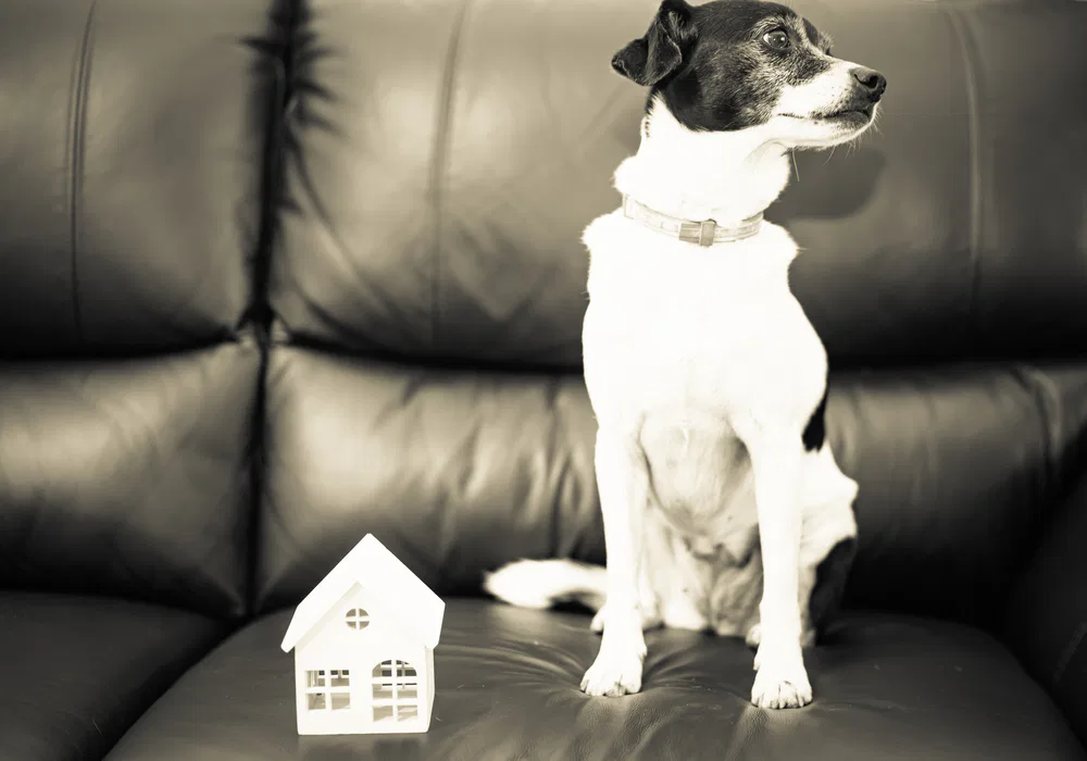 A dog perched on a couch featuring a Crown Finish, exuding a sense of comfort and tranquility.
